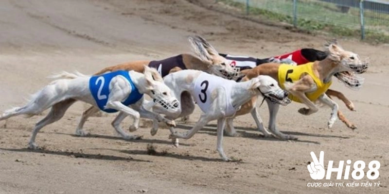 Một số bí quyết giúp bạn cải thiện kết quả khi cá cược đua chó